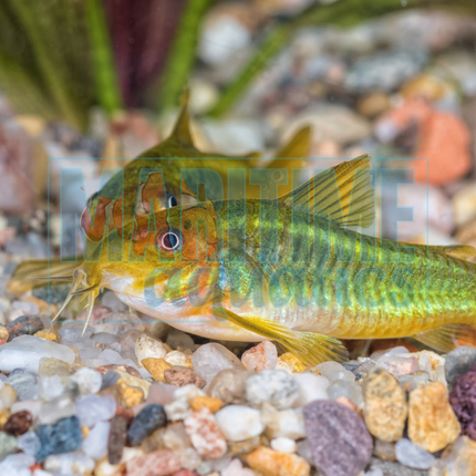 Corydoras Emerald (Corydoras splendens)