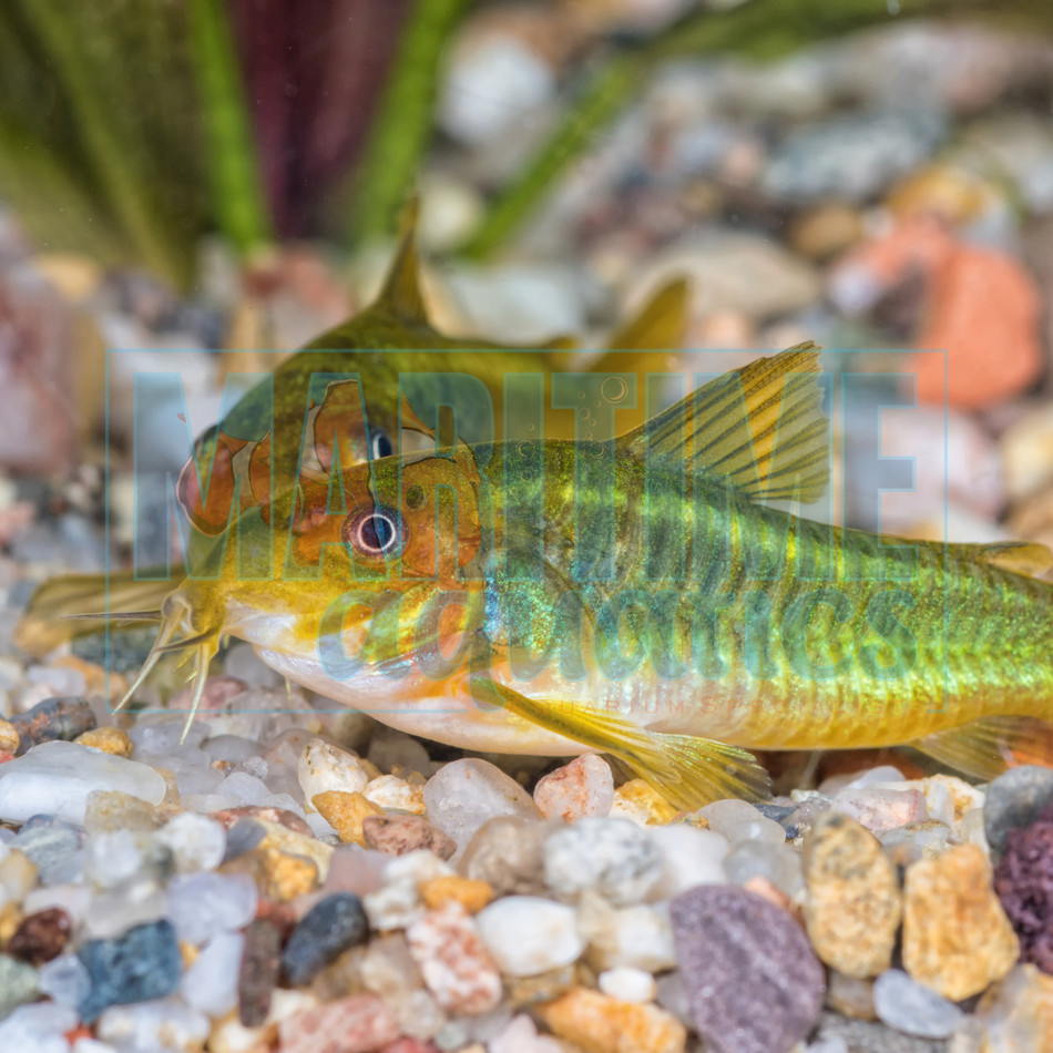 Corydoras Emerald (Corydoras splendens)