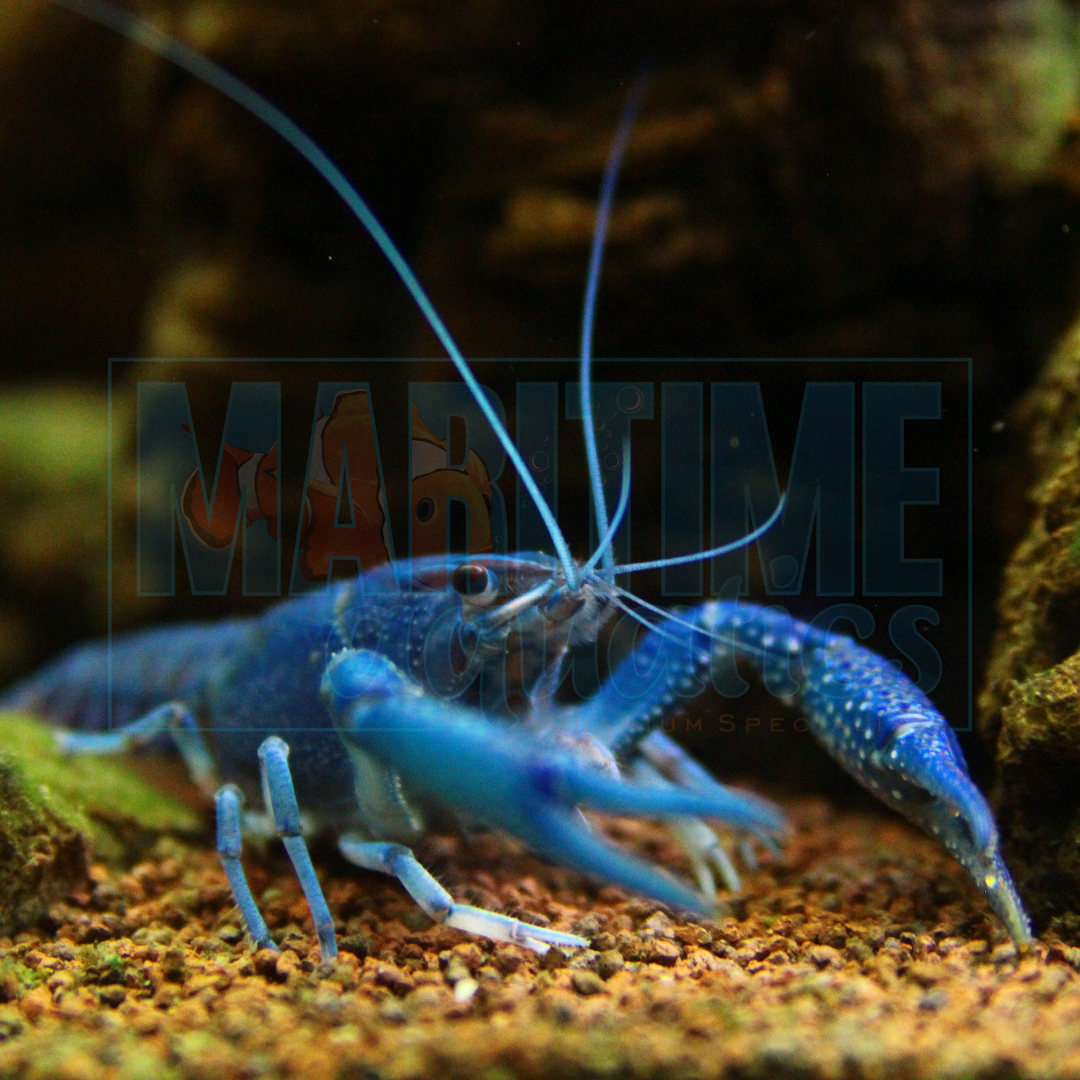 Crayfish Electric Blue (Procambarus alleni)