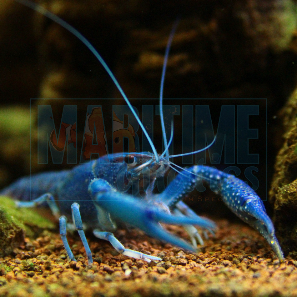 Crayfish Electric Blue (Procambarus alleni)