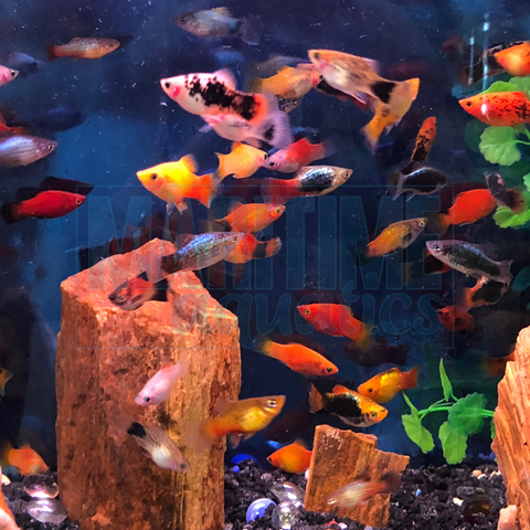 Platy Assorted (Xiphophorus maculatus)