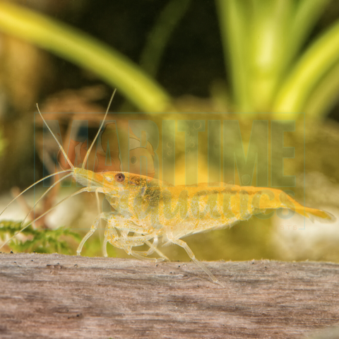 Shrimp Orange (Neocaridina sp.)