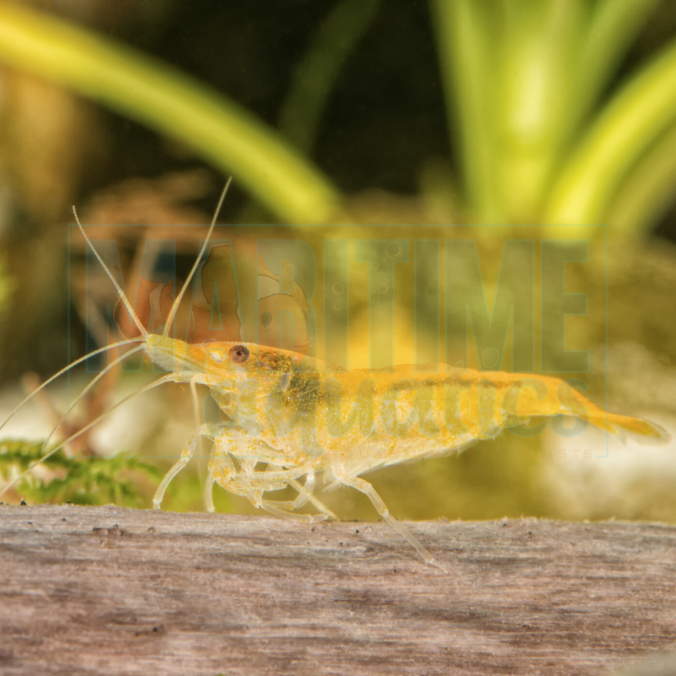 Shrimp Orange Sakura (Neocaridina sp.)