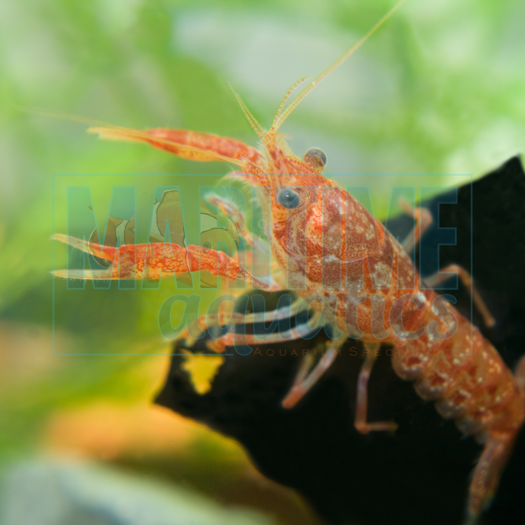 Crayfish Mexican Dwarf (Cambarellus patzcuarensis)