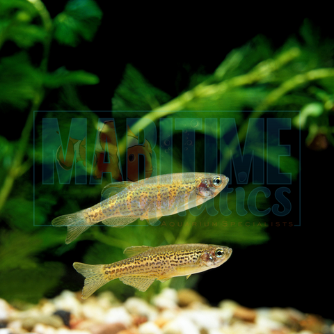 Danio Leopard (Danio rerio)