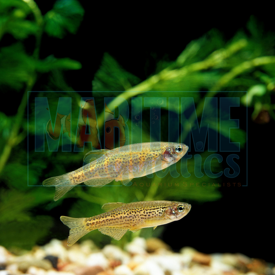 Danio Leopard (Danio rerio)