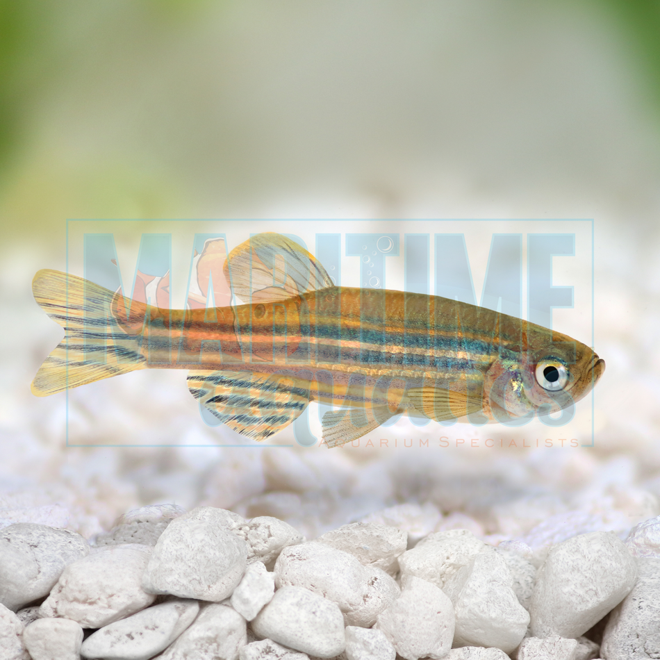 Danio Zebra (Danio rerio)
