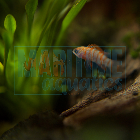 Scarlet Badis (Dario dario)