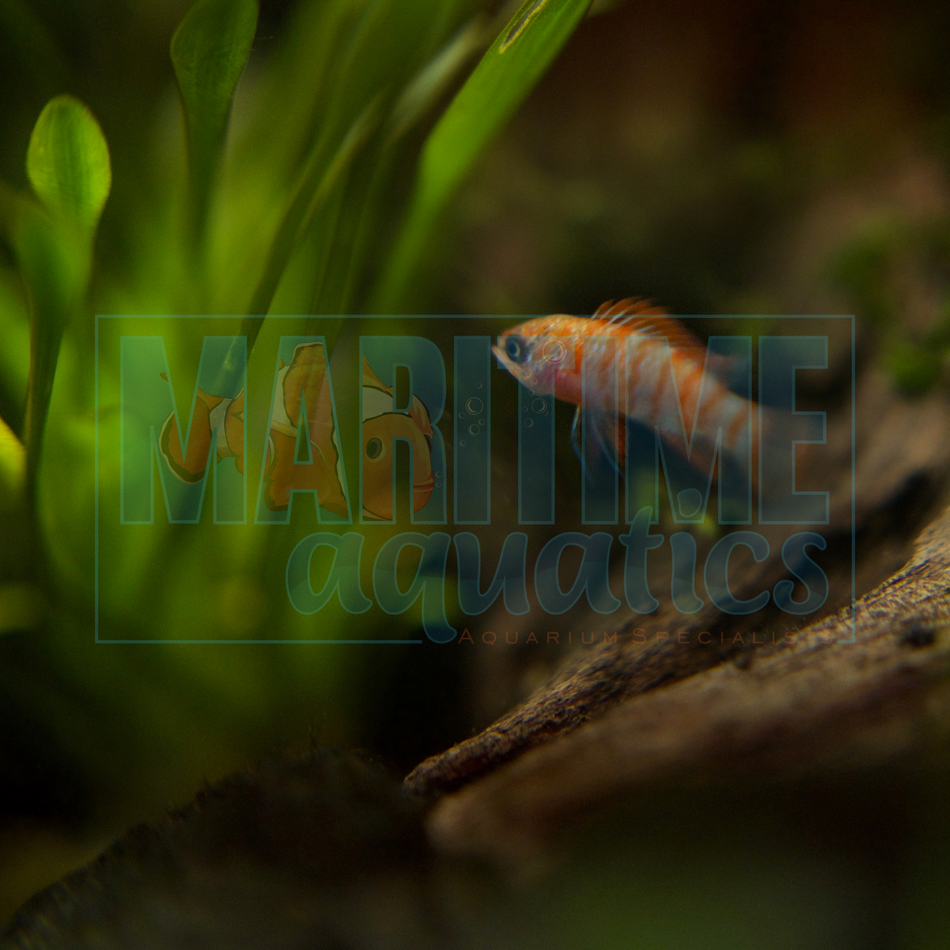 Scarlet Badis (Dario dario)