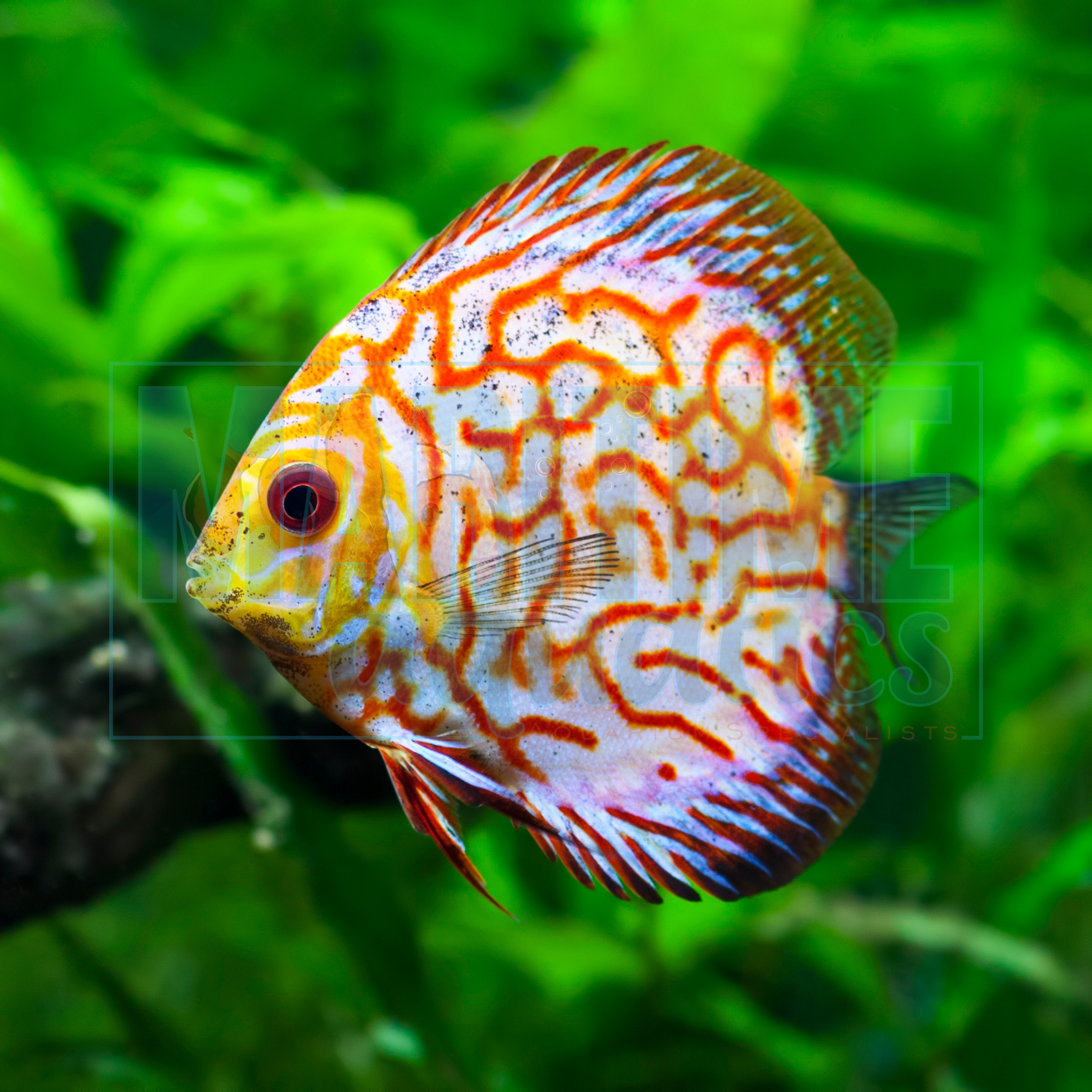 Discus Red Pigeon Blood (Symphysodon discus)