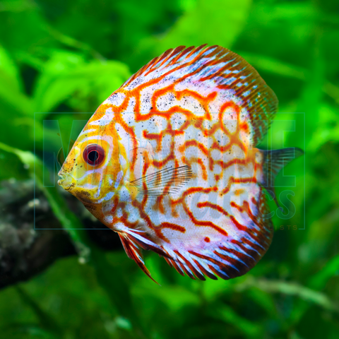 Discus Red Pigeon Blood (Symphysodon discus)
