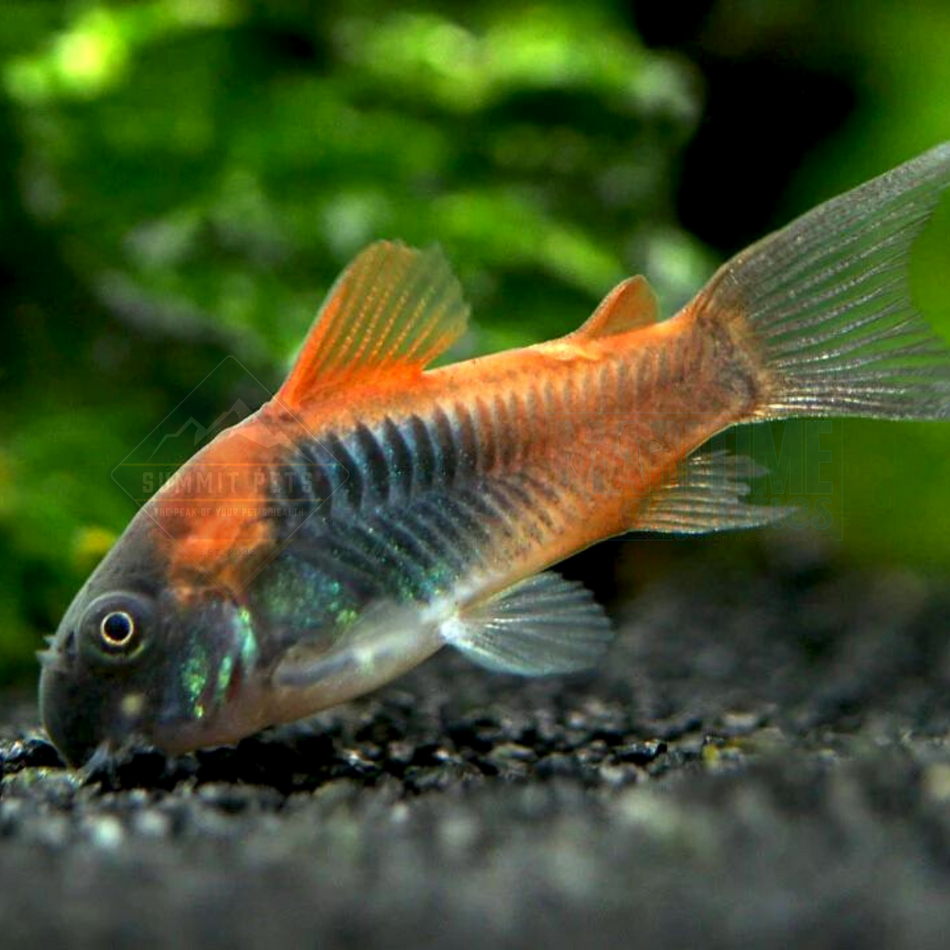 Corydoras Orange Venezuelan (Corydoras aeneus “Venezuela”)