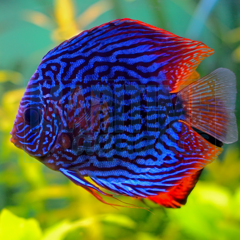 Discus Blue Cobalt (Symphysodon discus)