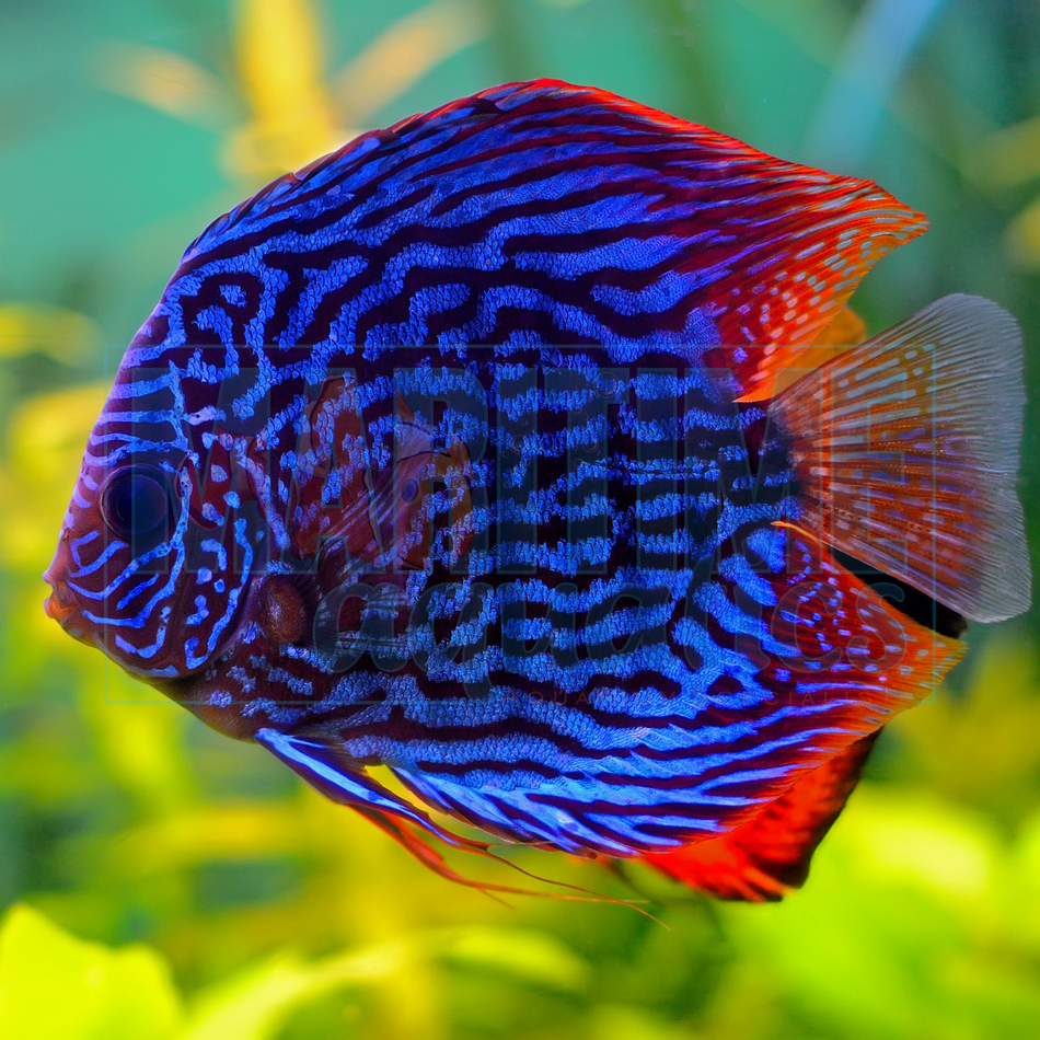 Discus Blue Cobalt (Symphysodon discus)