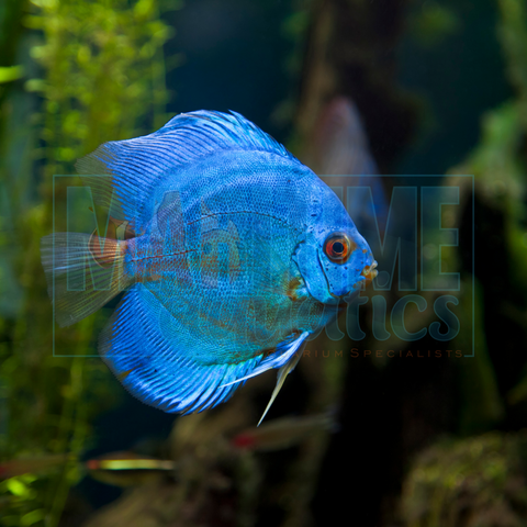 Discus Blue Diamond (Symphysodon discus)