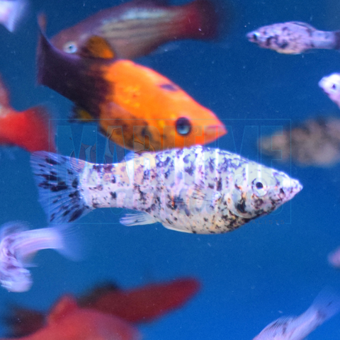 Molly Assorted (Poecilia sphenops)