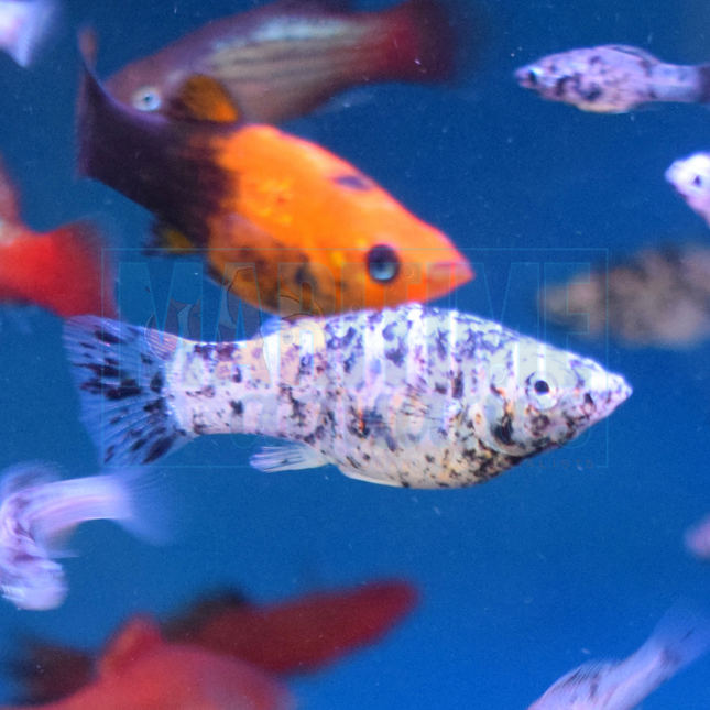Molly Assorted (Poecilia sphenops)