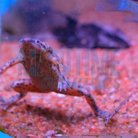 Frog African Dwarf (Hymenochirus boettgeri)