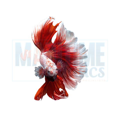 Betta Super Delta (Betta splendens)