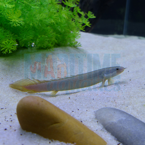 Senegal Bichir (Polypterus senegalus)