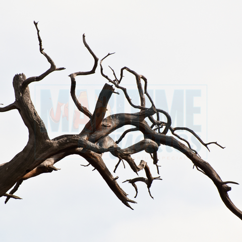 Manzanita Wood - up to 12"