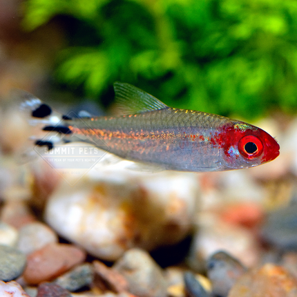 Tetra Rummy Nose (Hemigrammus rhodostomus)