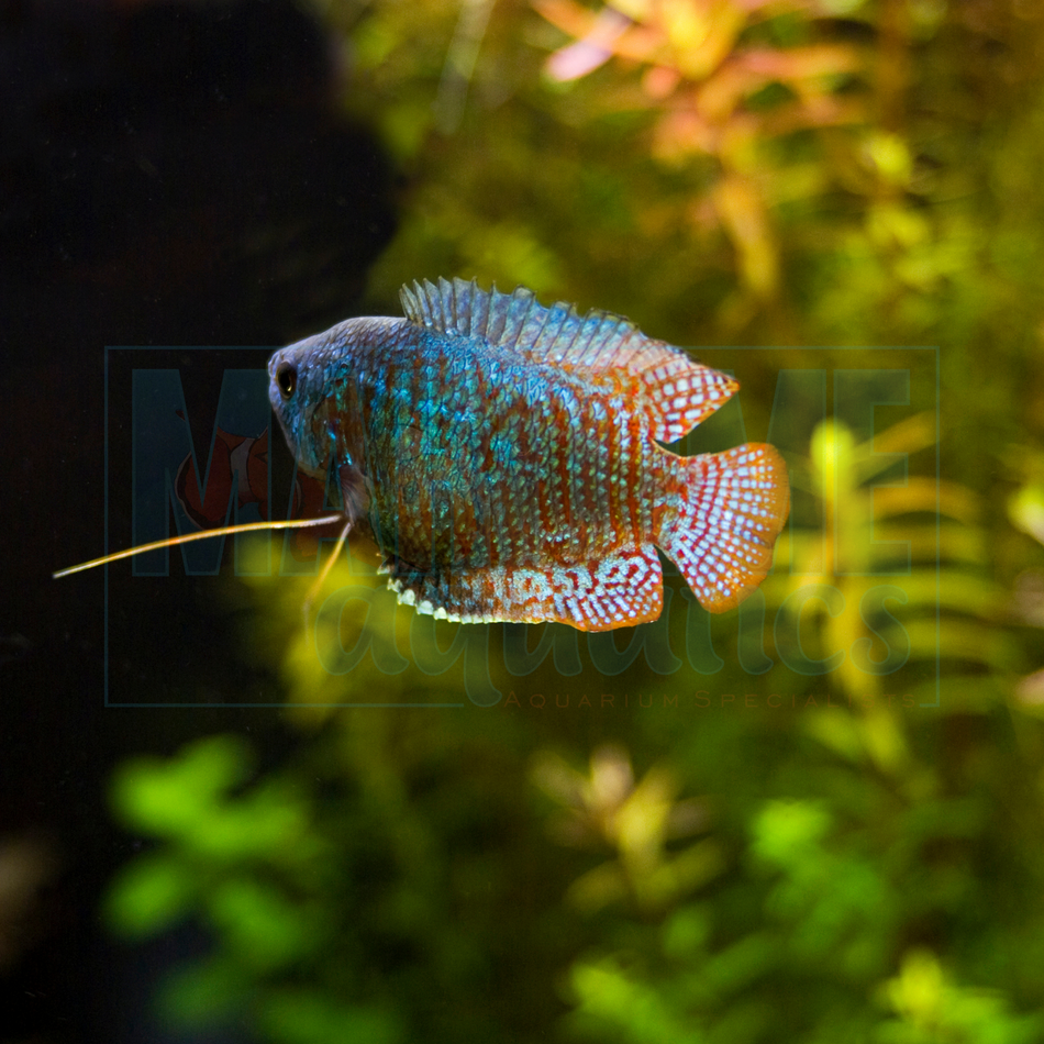 Gourami Dwarf (Trichogaster lalius)
