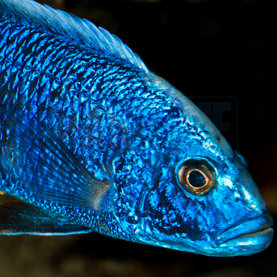 Cichlid Blue Peacock (Aulonocara stuartgranti)