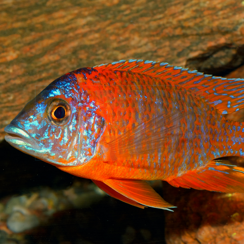 Cichlid Red Peacock (Aulonocara rubencens)