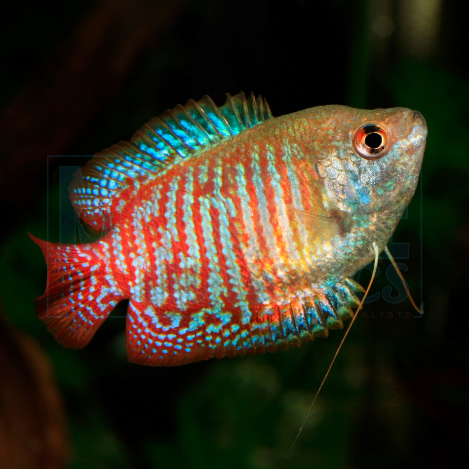 Gourami Dwarf (Trichogaster lalius)