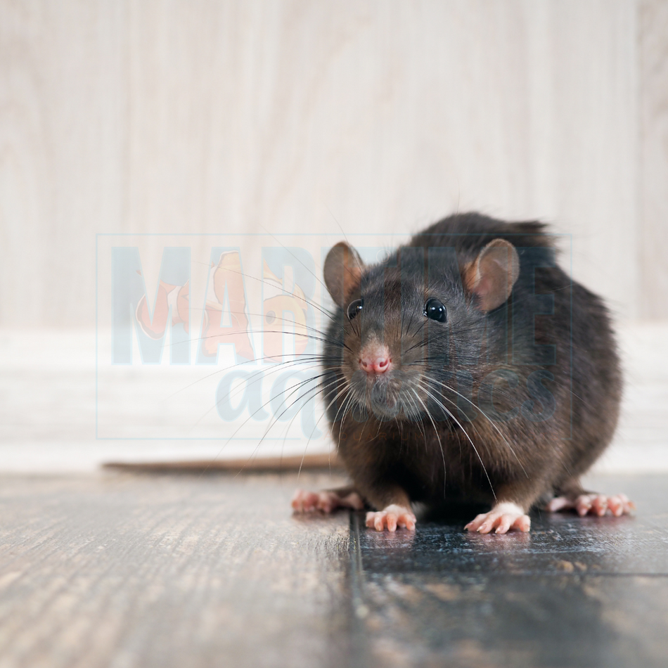 F/T Frozen Rat - Colossal (375+g)