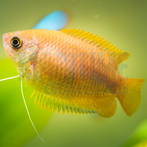 Gourami Golden Honey (Colisa chuna)