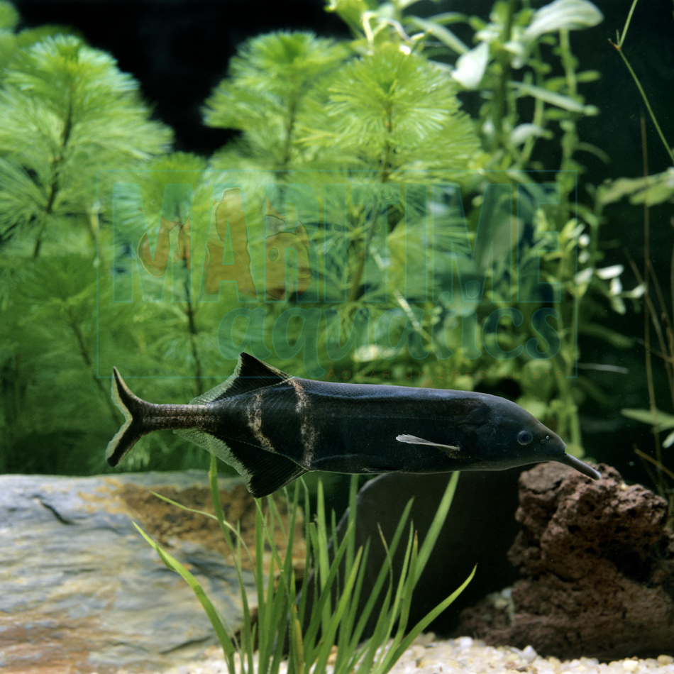 Elephantnose Fish (Gnathonemus petersii)
