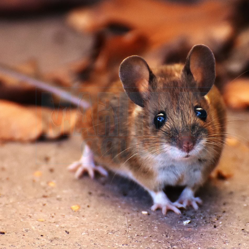 F/T Frozen Mouse
