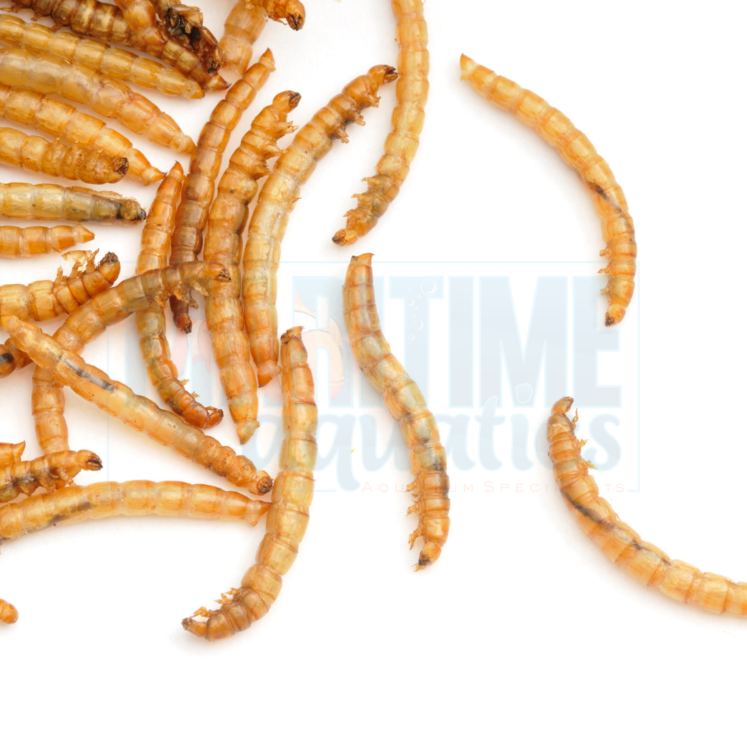 Mealworms