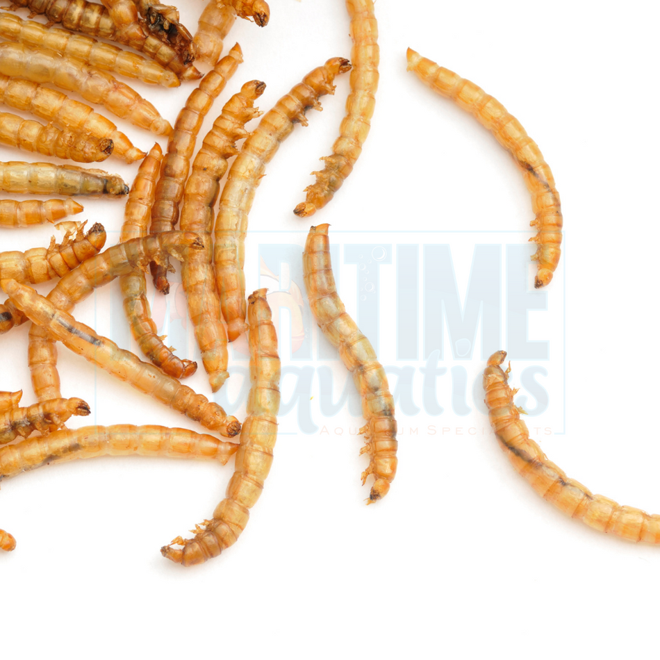 Mealworm