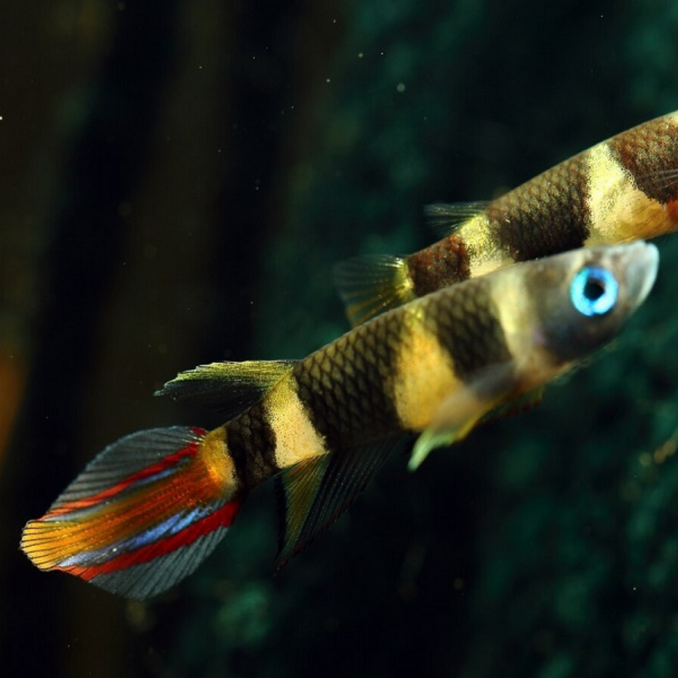 Killifish Clown/Rocket (Epiplatys annulatus)