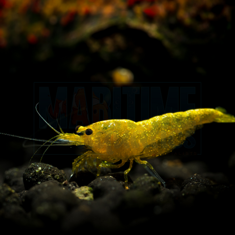 Shrimp Golden Top Yellow Fire (Neocaridina sp.)