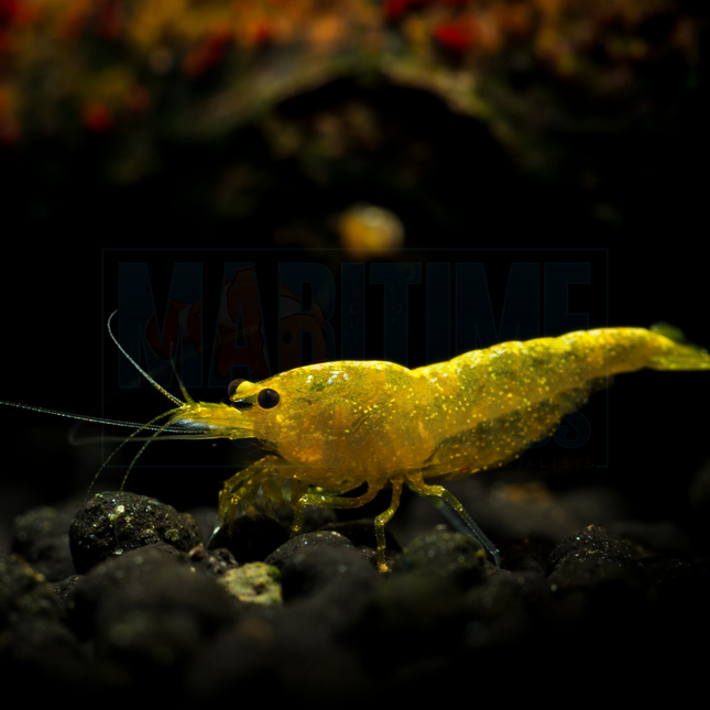 Shrimp Golden Top Yellow Fire (Neocaridina sp.)