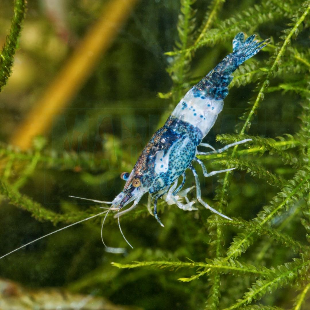 Shrimp Blue Rili (Neocaridina sp.)