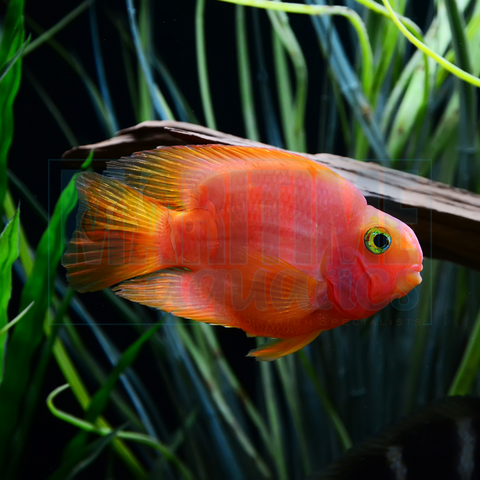 Cichlid XL Blood Parrot (Hybrid sp.)