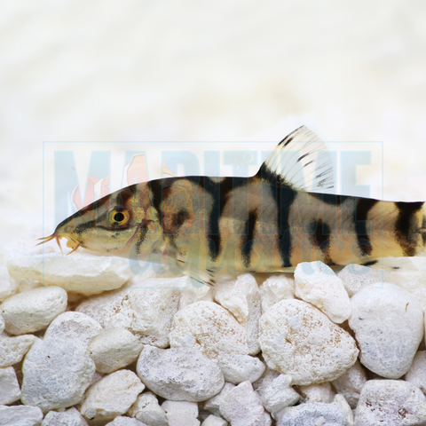 Loach Pakistani Yo-Yo (Botia lohachata)