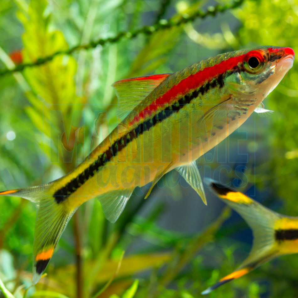 Barb Red Line Torpedo (Puntius denisonii)