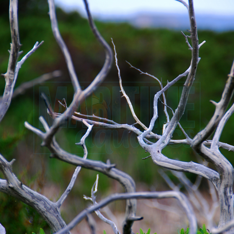 Manzanita Wood - up to 12"