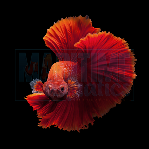 Betta Super Delta (Betta splendens)