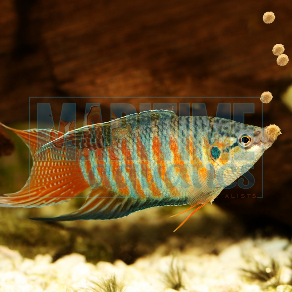 Gourami Paradise (Macropodus opercularis)