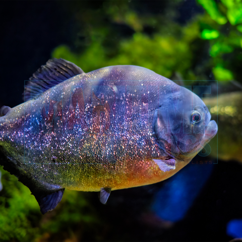 Piranha Red Belly (Pygocentrus nattereri)