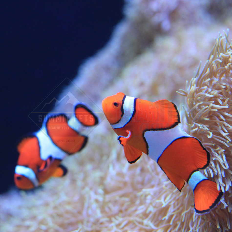 Ocellaris Clownfish