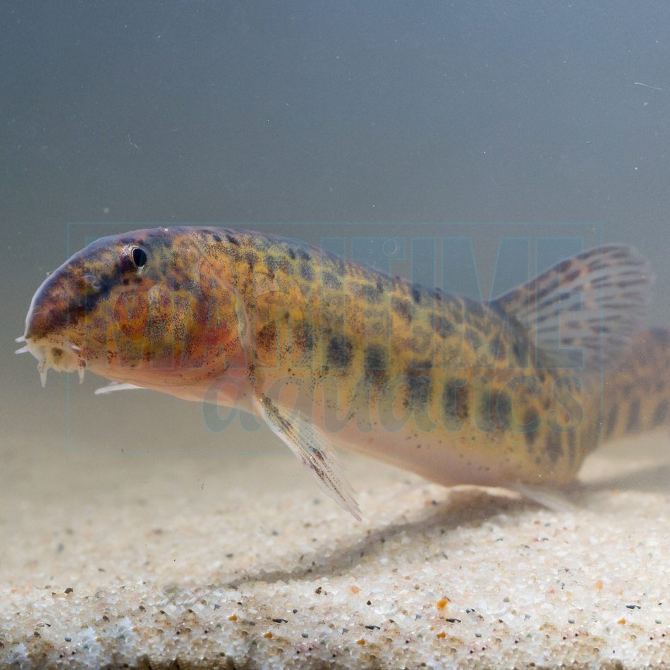 Loach Weather (Misgurnus anguillicaudatus)