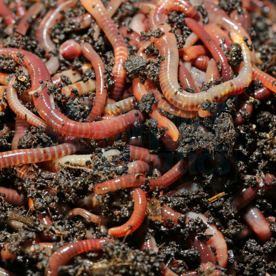 Red Wiggler (Qty 24)